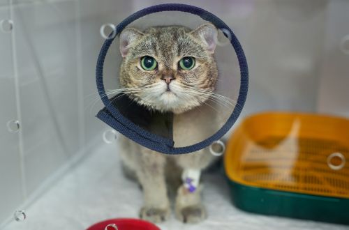 A cat with a cone on its head inside a cage