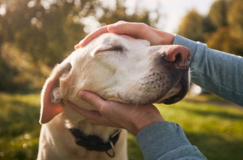 A person gently petting a friendly dog in a serene park setting