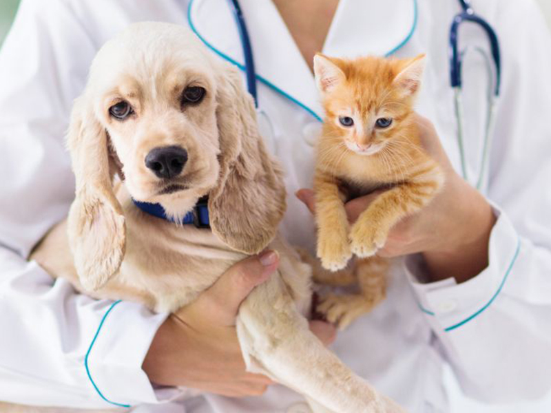 a person holds a dog and a kitten in her arms