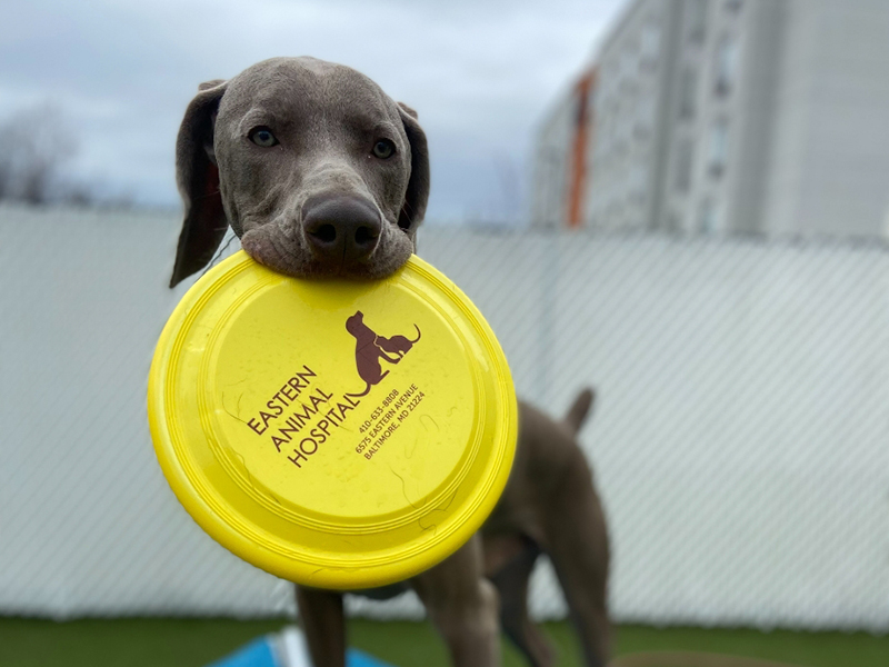 a dog happily grasping a yellow frisbee in its mouth