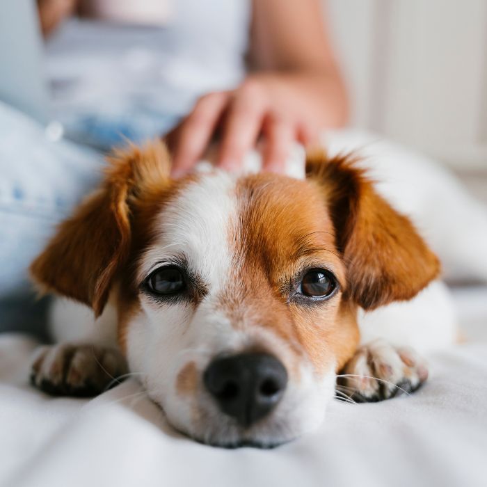 a dog lying on a bed with a person touching its head