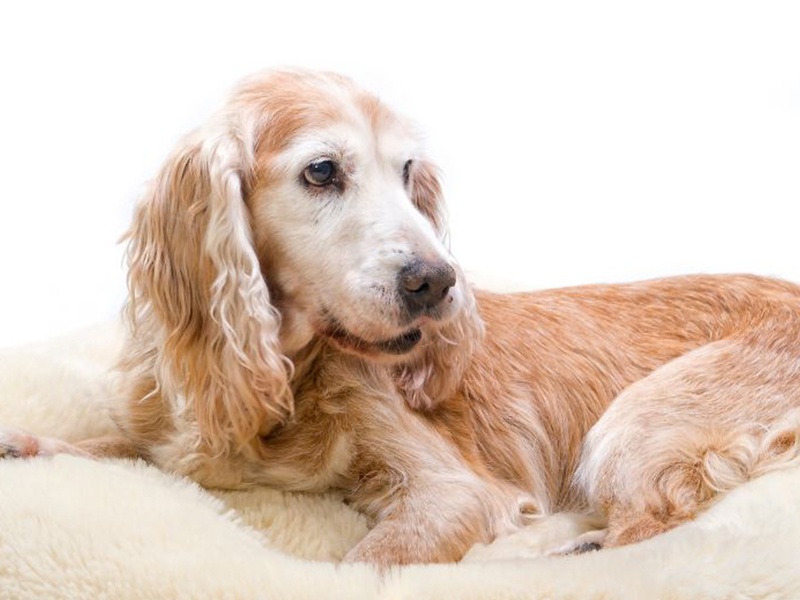 a dog lying on a dog bed