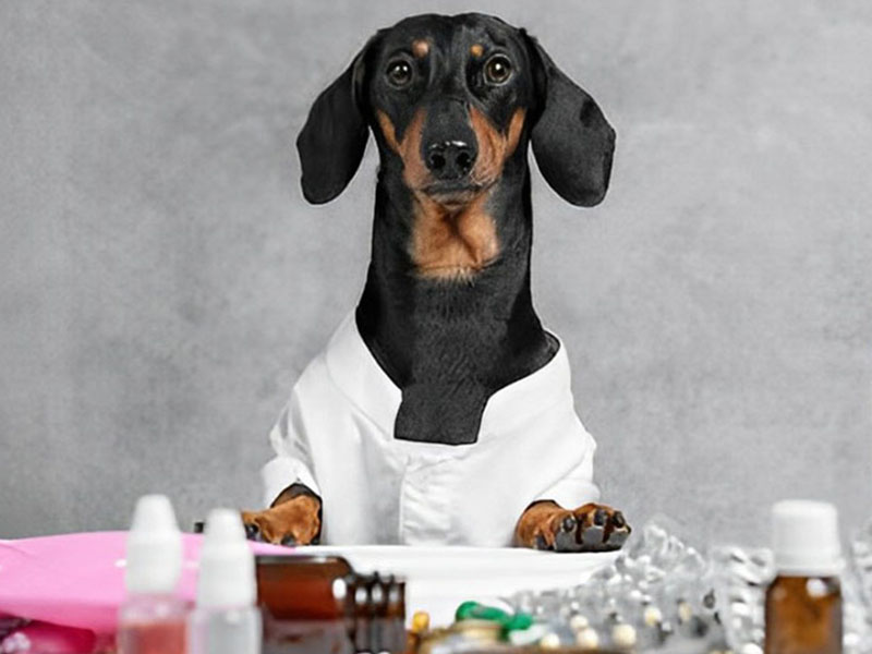 a dog wearing a white coat