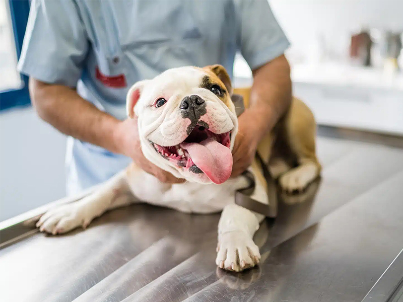 a man holds a bulldog on a table