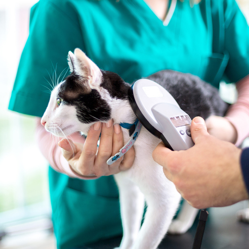 a person holding a cat