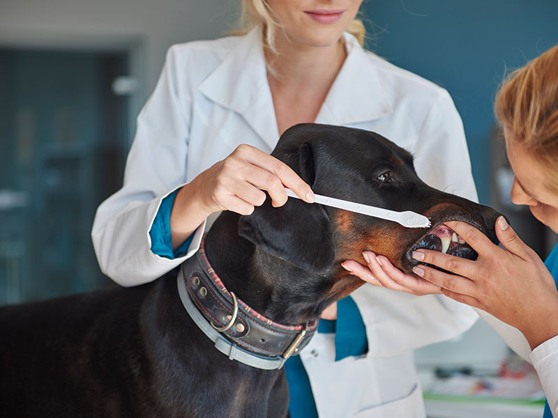 a person holding a tooth brush to a dog mouth