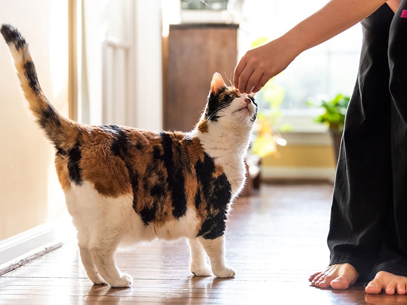 a person petting a cat