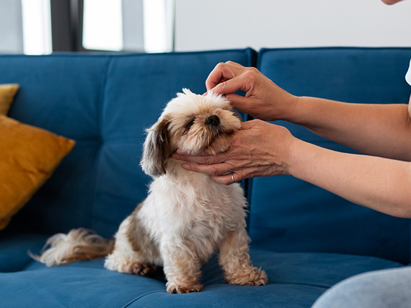 The person here is either removing the ticks or putting some medicine on dog