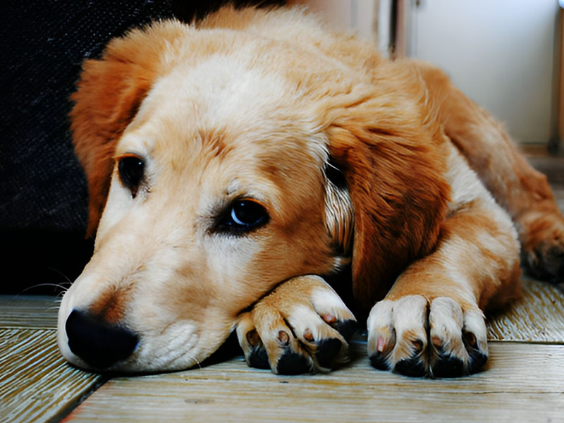 a senior dog lying on the floor