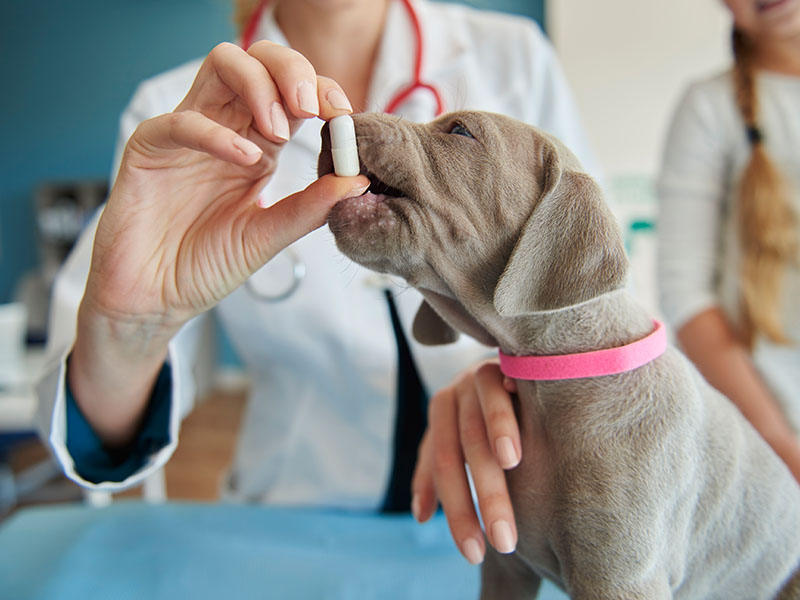 small puppy with medicine