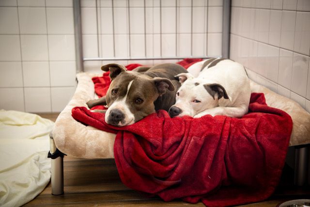 two dogs lounging on a cozy bed in a sunlit room