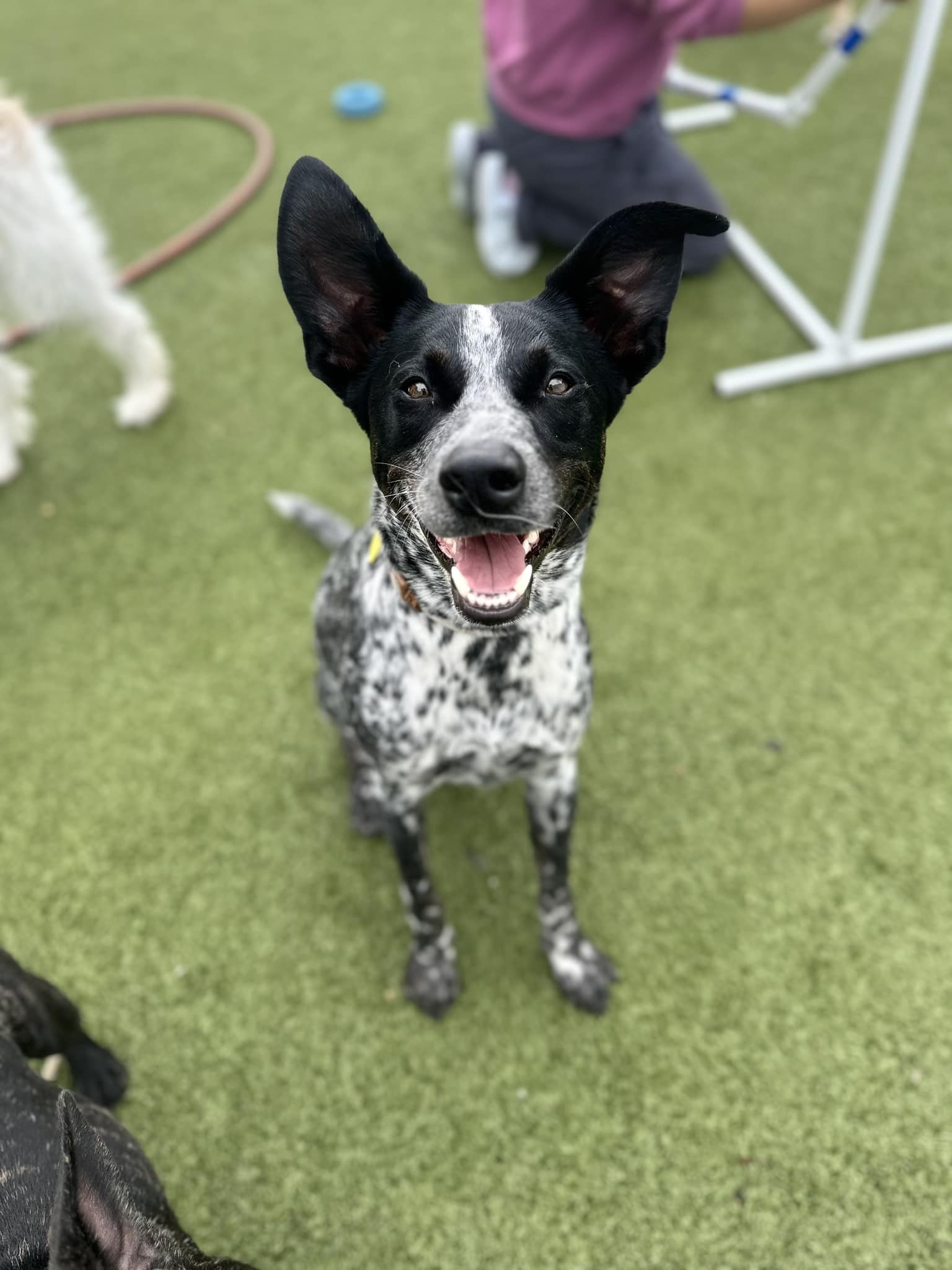 a playful dog happily chasing a tennis ball