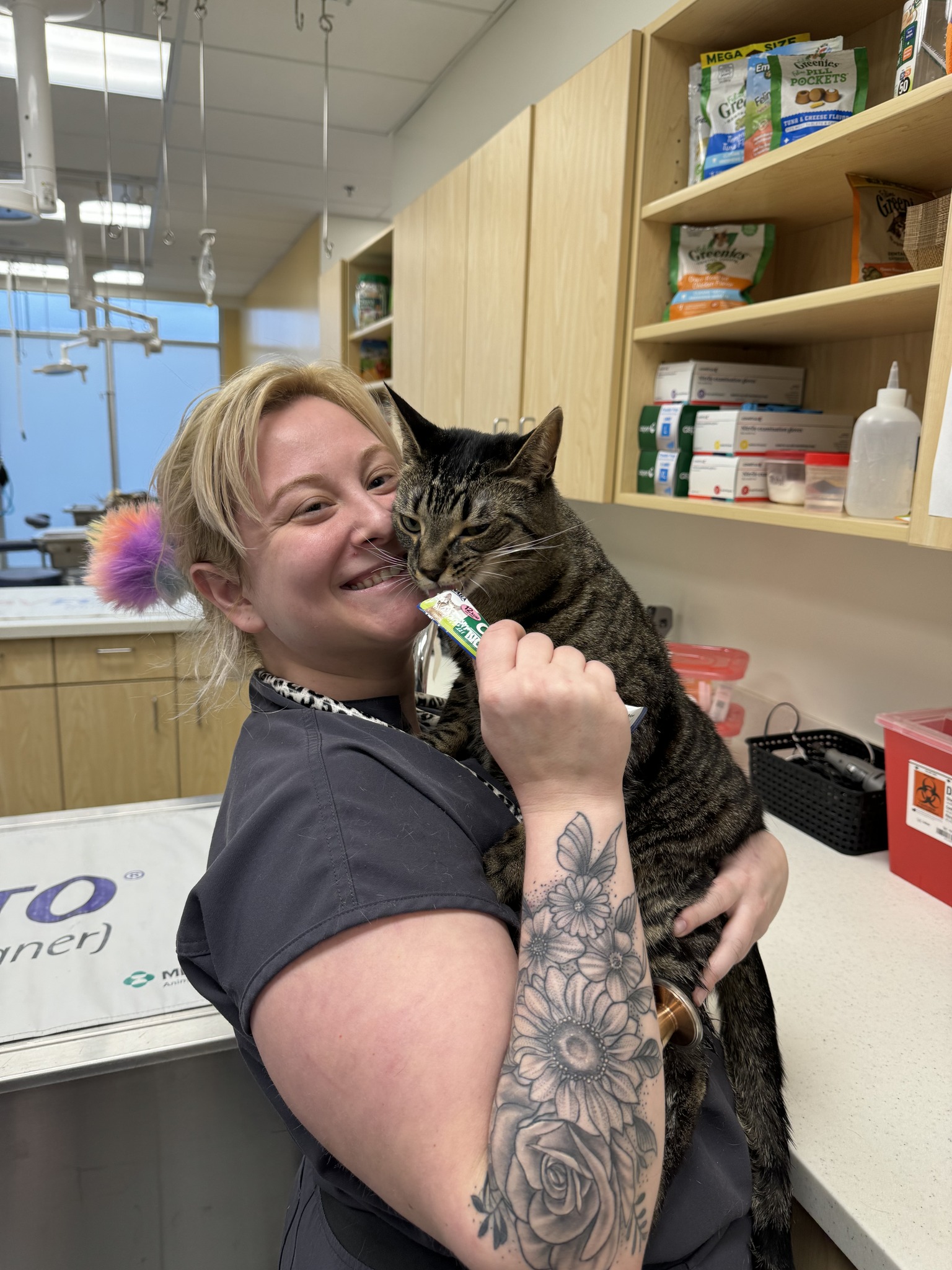 eastern animal hospital team member feeding a cat