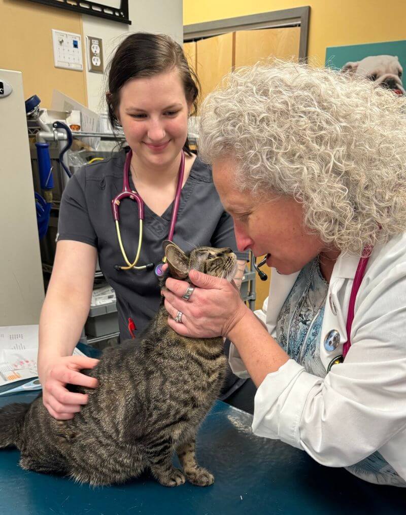 Veterinarians holding a cat