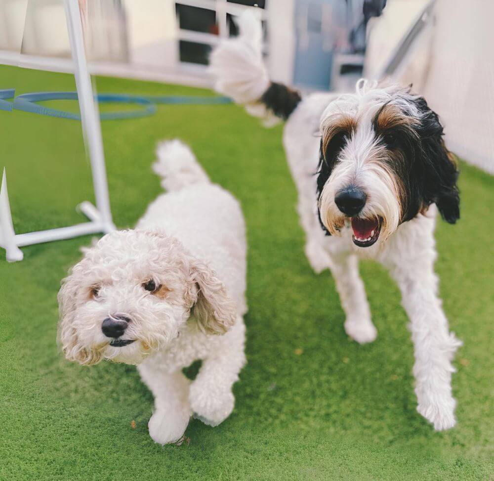 two dogs playing at doggy day care