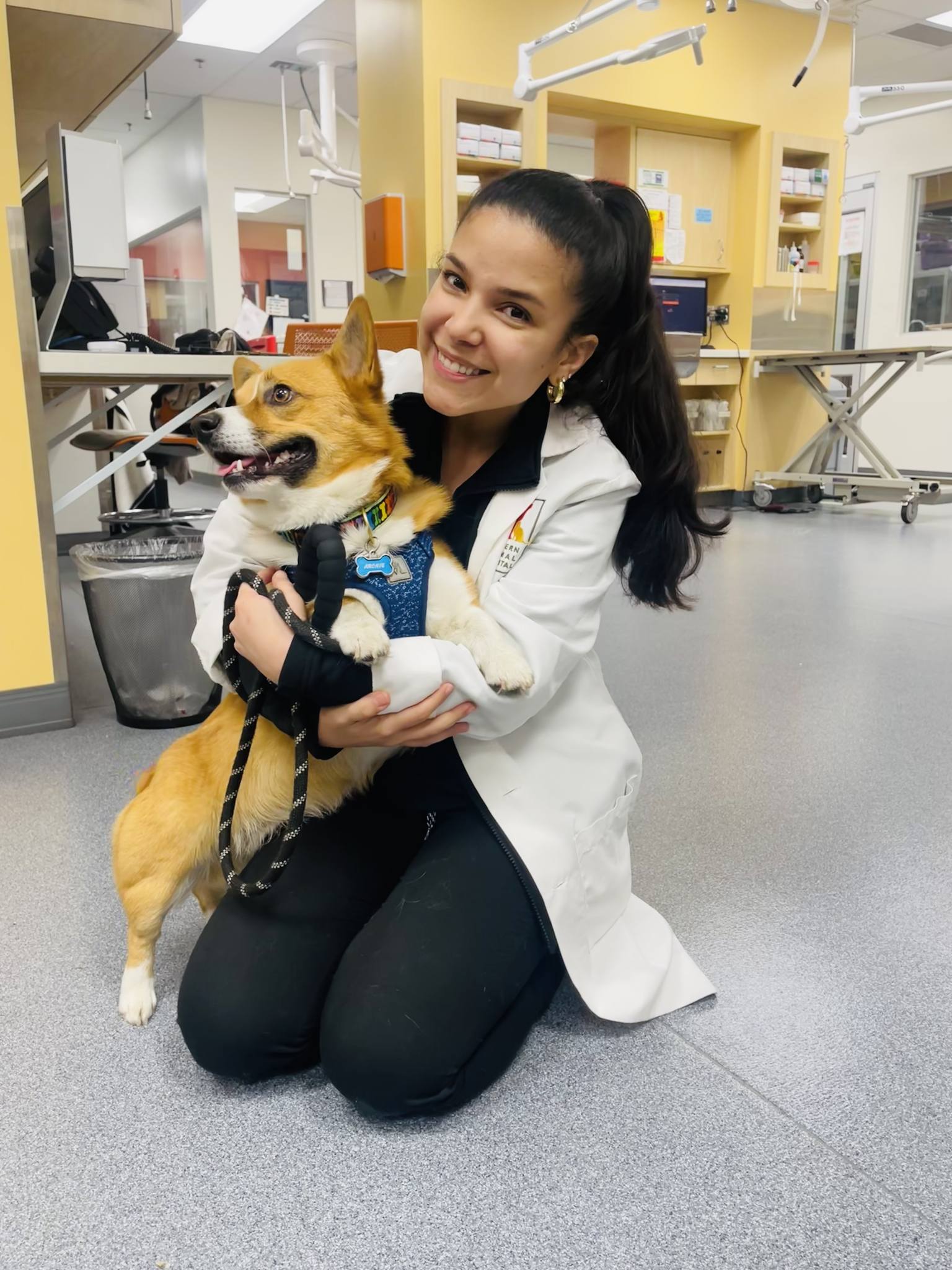 A small dog getting a check-up at the vet's office.