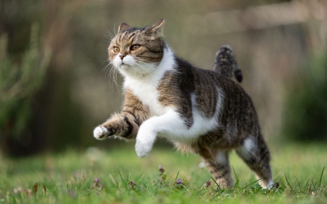 A cute cat running