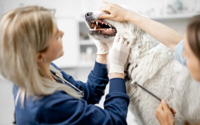 Pet Dental Health: Why It Matters for Your Dog and Cat