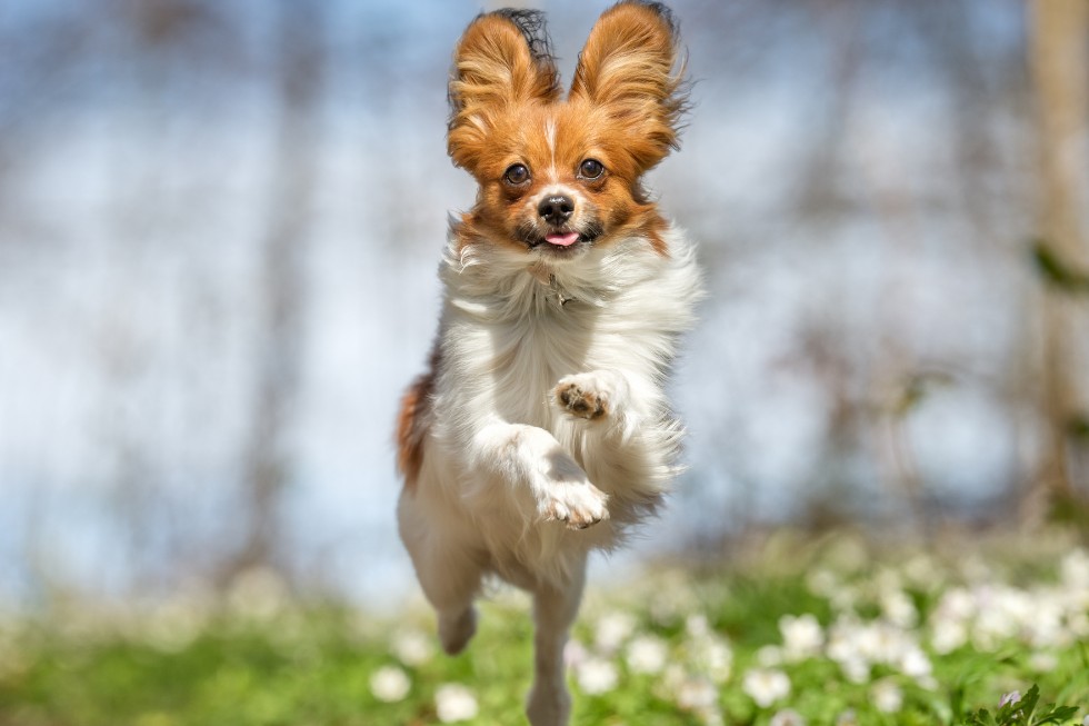 A dog with its ears up joyfully runs through a lush green field of grass
