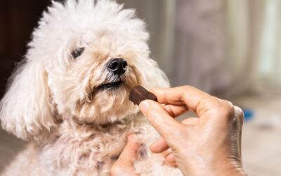 What You Need to Know About Heartworm Disease — and How to Protect Your Pet