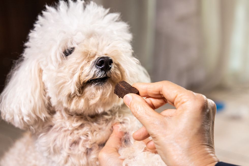 Person giving heartworm prevention chewable to a dog
