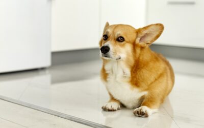 Prevent Lyme Disease in Dogs: What Pet Owners Need to Know