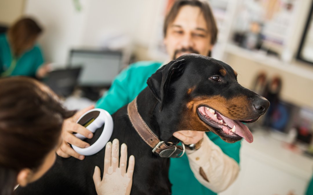 Doberman receiving laser therapy treatment from veterinary staff at an animal clinic