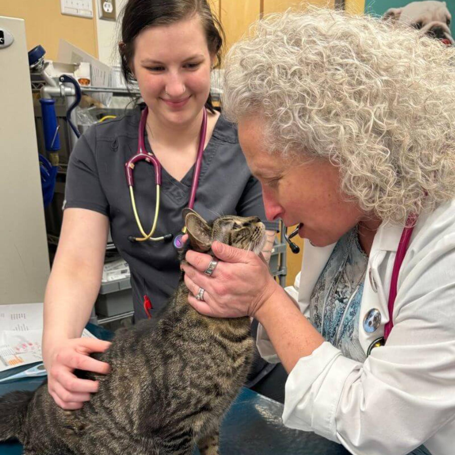 Veterinarians holding a cat