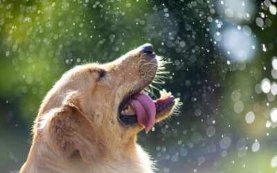 Leptospirosis in Dogs: What You Need to Know and Why Vaccination Matters