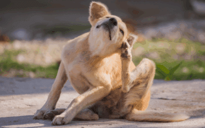 Itchy Season Is Here — Let’s Talk Allergies and Cytopoint Relief!