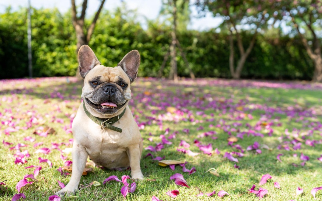 happy dog sitting in a grass field looking away