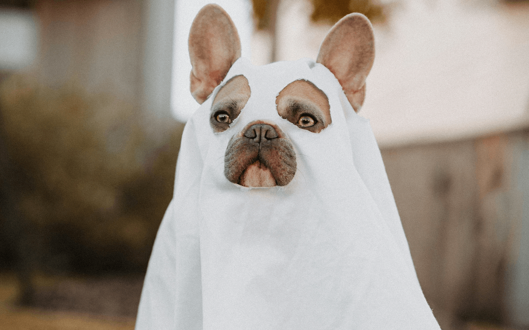 Halloween Pet Safety Tips