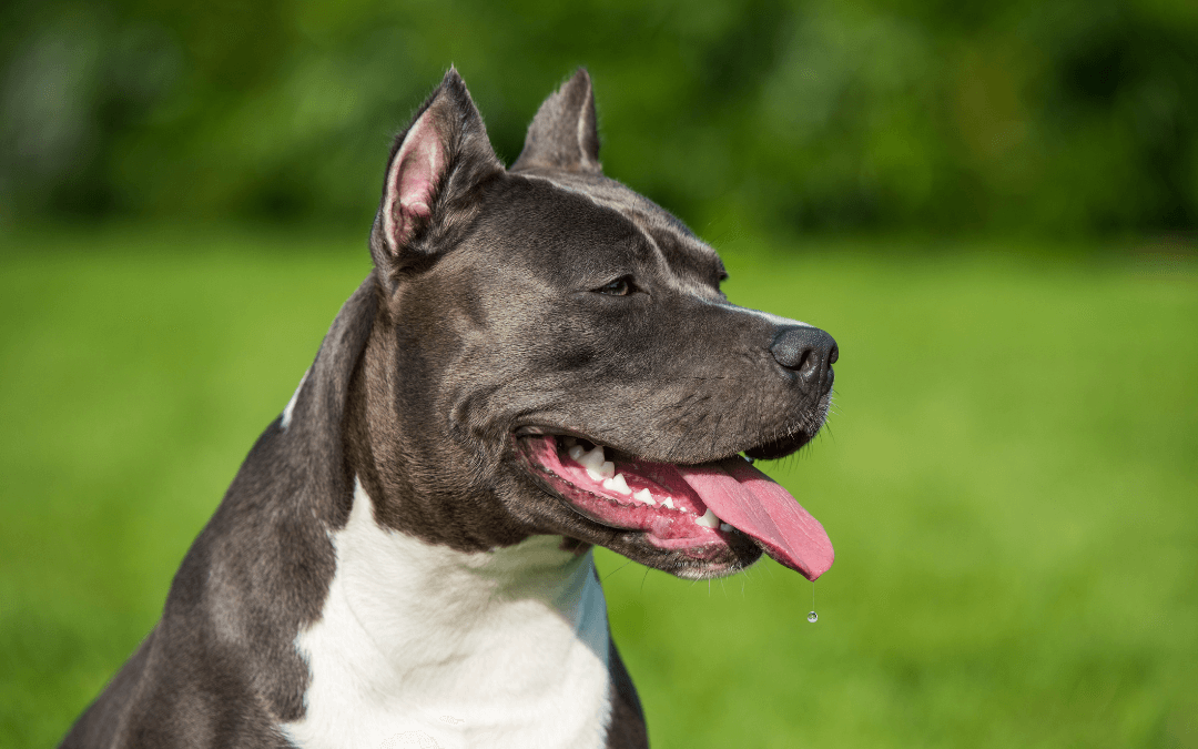 Pet Loss Support Resources