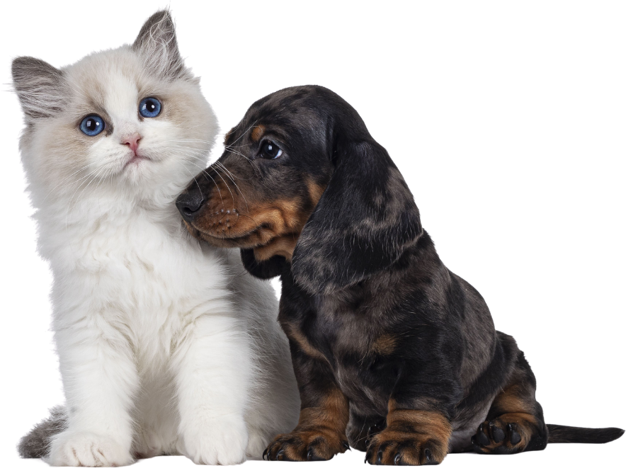 A cat and a dog peacefully sitting together